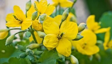 Celandine a gomba kezelésére