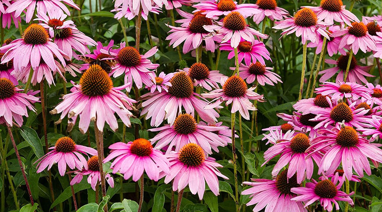 echinacea a Fungostop Plus-ben